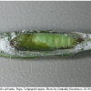 ochl sylvanus pupa1 volg